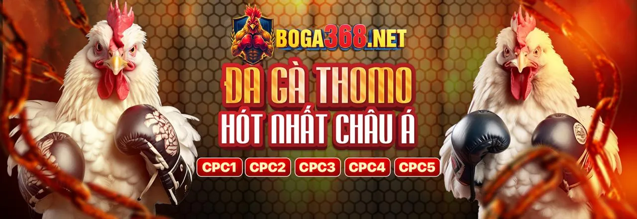 Cá cược thể thao với hình ảnh sân bóng đá trực tiếp